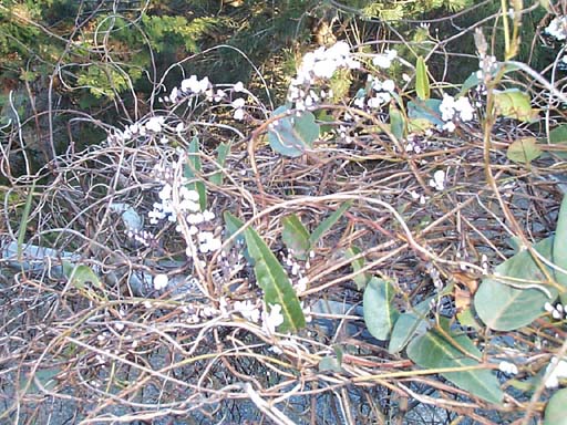 hardenbergia violacea