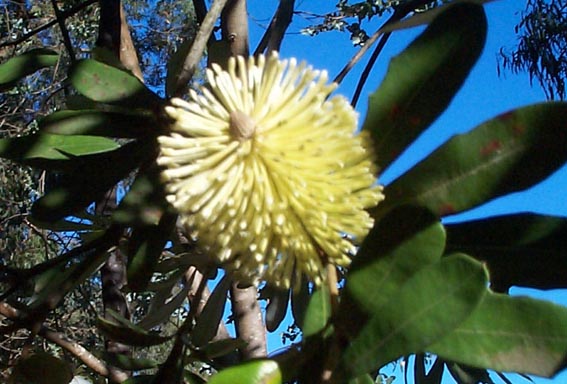 banksia integrifolia