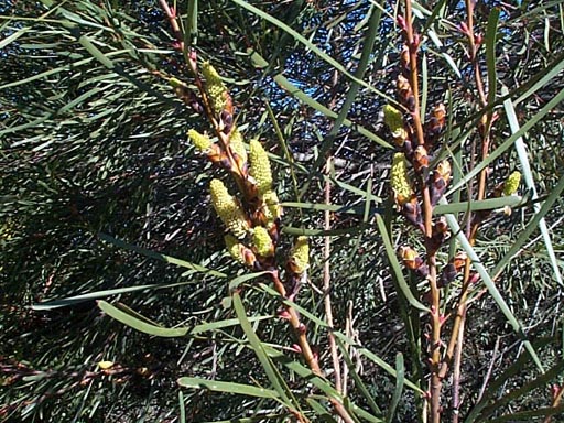 hakea coriacea