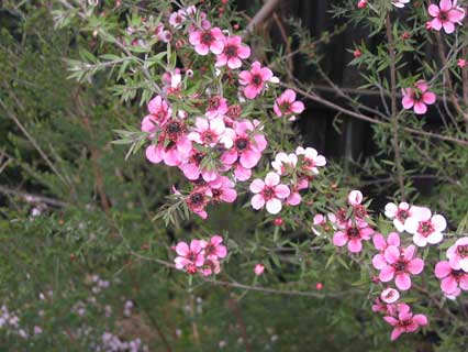 Leptospernum
