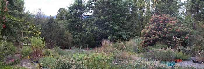grevillea Ned Kelly