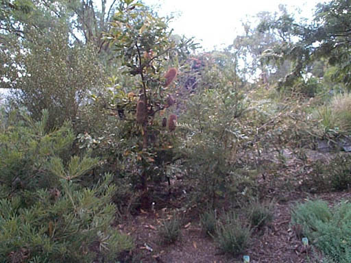 banksia bed