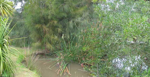 duckpond