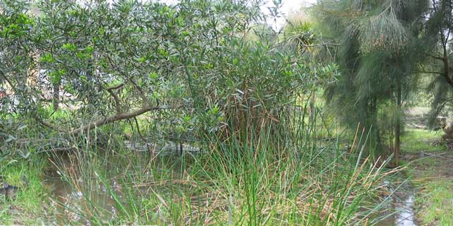 duckpond and reeds