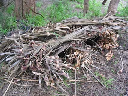 Coryline frog shelter