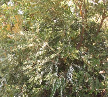 Banksia marginata