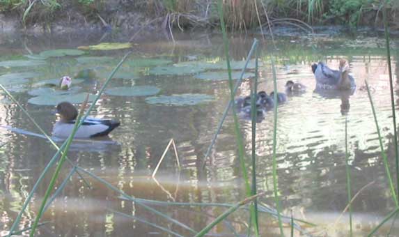 wood duck family on pond
