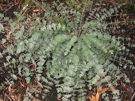 Eucalyptus pulverulenta