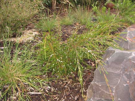 Baeckae linifolia