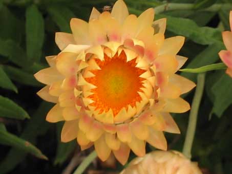 Helichrysum bracteatum