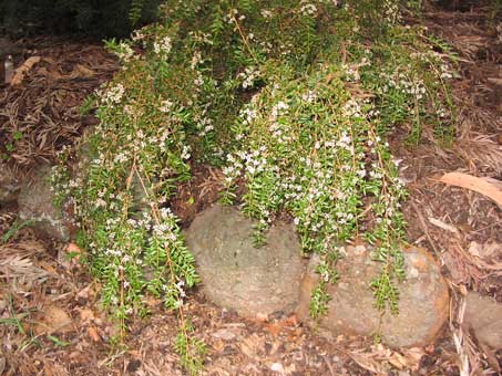 weeping dwarf shrub