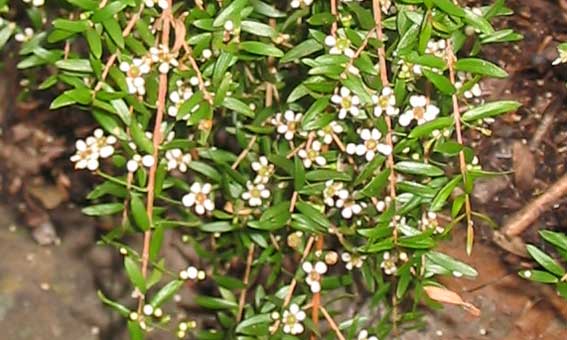 close up of shrub