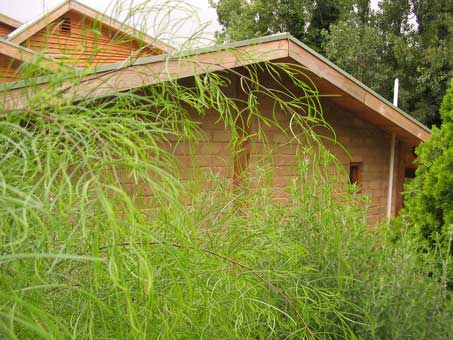 Acacia cognata