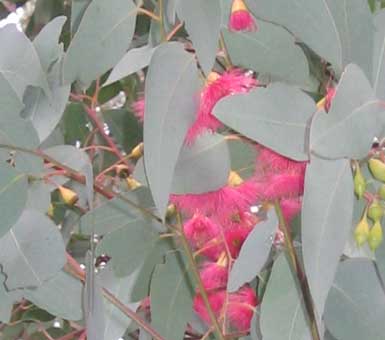 eucalyptus
