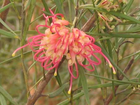 grevillea