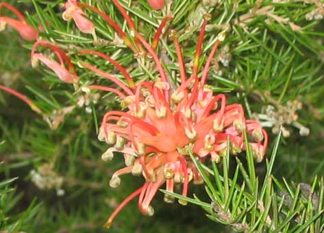 Grevillea juniperina