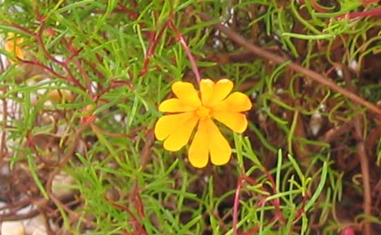 Hibertia stellaris