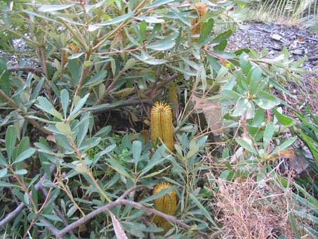 Banksia paludosa