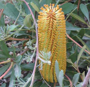 close up Banksia paludosa