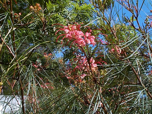 grevillea longistyla