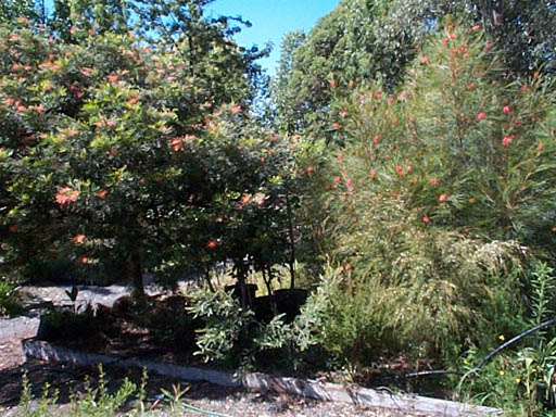 ned kelly grevillea