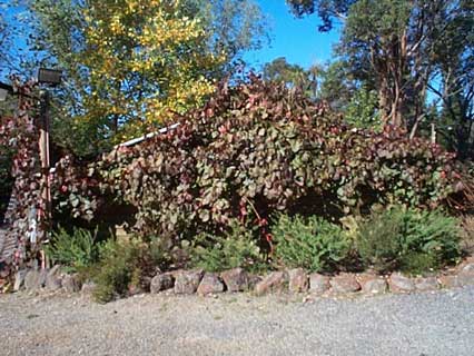creeper on shed