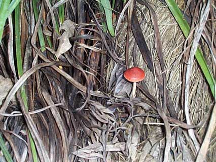 toadstool